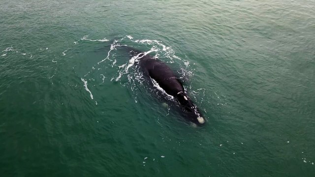 VÍDEOS: Pelo menos 27 baleias-francas estão no litoral catarinense nesta temporada