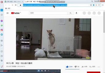bcam 20210122 YouTube短縮URLでも長いURLでも全く同じ動画 柴犬小春