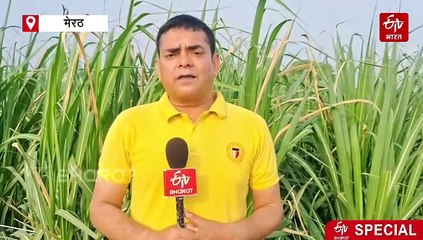 यूपी के गन्ना किसानों पर आफत; 4000 करोड़ का पेमेंट अटका, बड़े-बड़े आंदोलन भी फेल