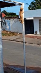 Cat's Confident Stare: 'I'm Built Different' 😼