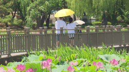 [영상] 폭염 속 전주 덕진공원 연꽃은 절정! / YTN