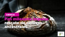 Pan milenario impulsa el rescate de cultivos ancestrales