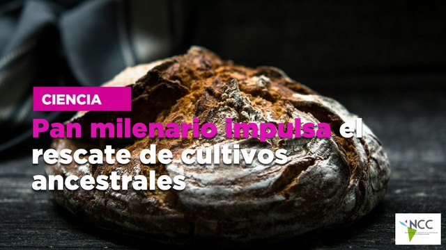 Pan milenario impulsa el rescate de cultivos ancestrales