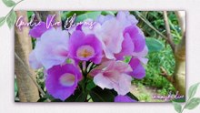 Garlic Vine Blooms