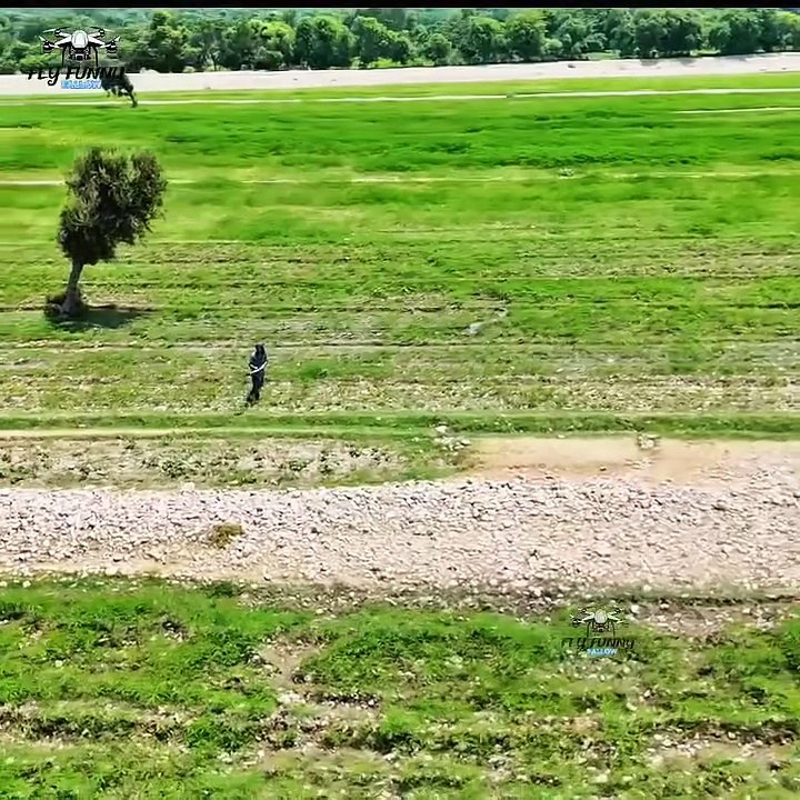 Fly✈️✈️Funny video