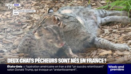 Deux bébés chats pêcheurs, une espèce menacée, sont nés au Zoo de La Flèche
