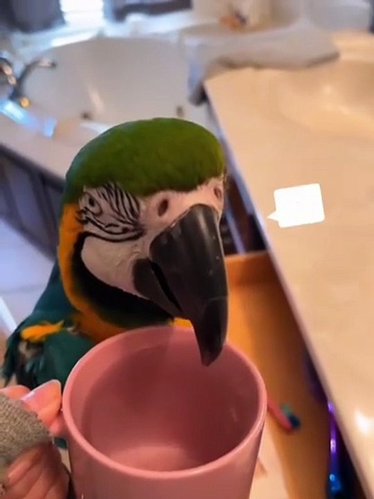 Cute & Funny Parrot 🦜