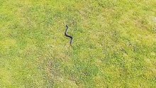 A Snake on the Golf Course?! 🐍⛳ Looks Like He’s Joining the Game! #shorts