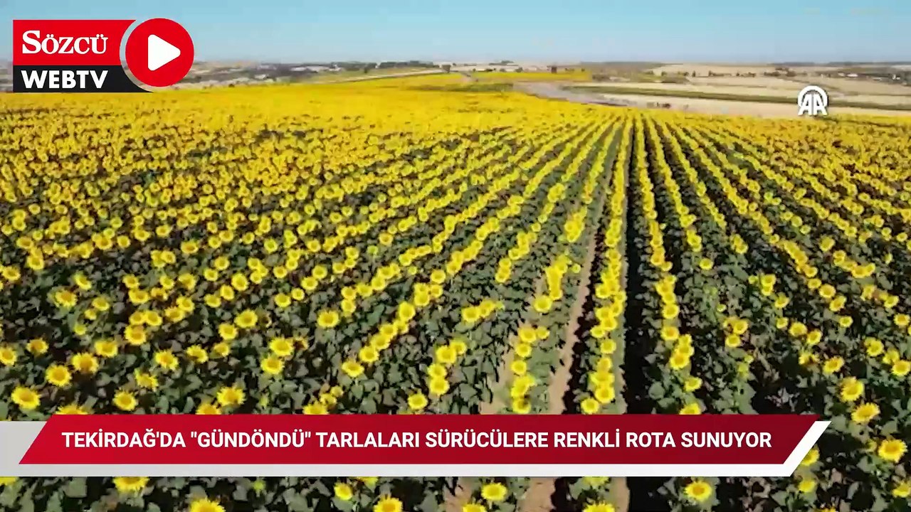 Tekirdağ'da "gündöndü" tarlaları sürücülere renkli rota sunuyor
