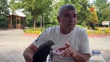 Yavru karga açlığa dayanamadı! Böyle yardım istedi