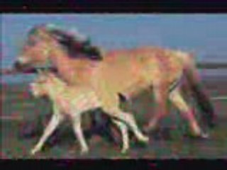 montage video chevaux