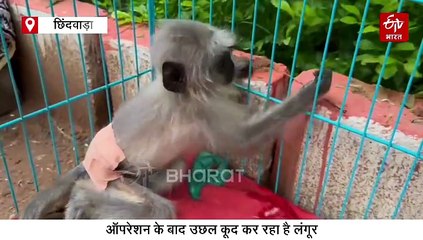 मध्य प्रदेश में लंगूर की इंसानों वाली सर्जरी, उछलते-कूदते ऑपरेशन थिएटर से निकला बाहर