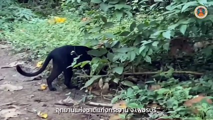 Black panther strolls across Kaeng Krachan road, stuns ranger