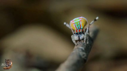 beautiful spider life style 😍