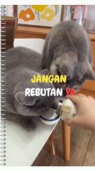 When two grey cats drink milk