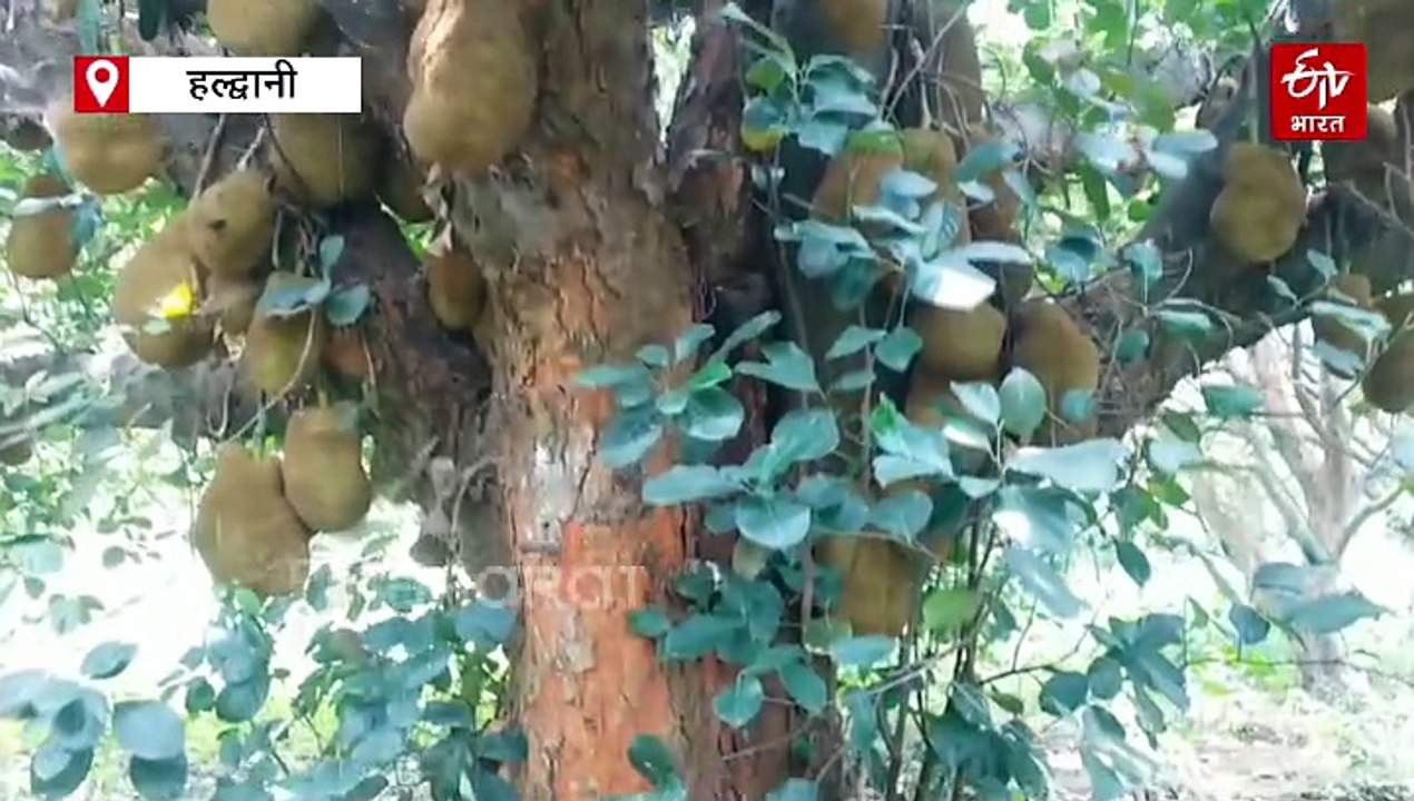 कटहल से मालामाल हुआ किसान, कम मेहनत में हो रही बंपर कमाई, जानिये कैसे