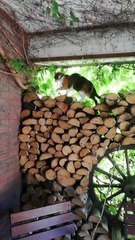 Backyard Under Control – The Smartest Cat Watchtower Ever! 🐱📹 #shorts