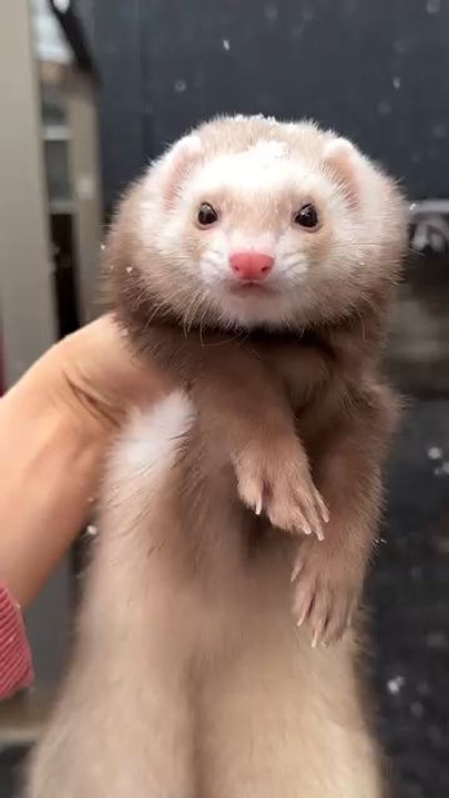 cuteness