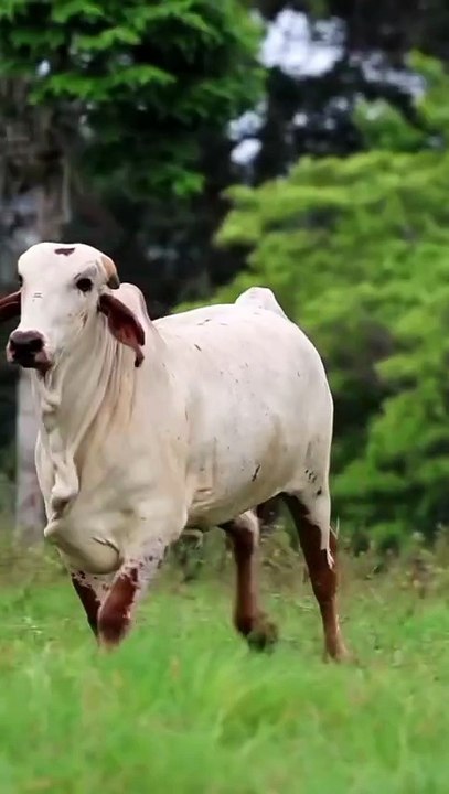 nandi