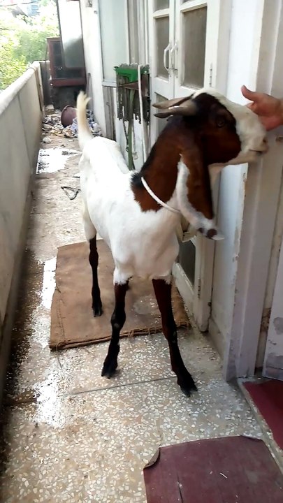 Beautiful Animal