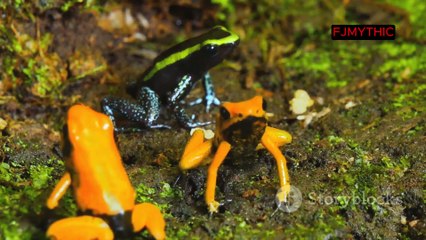 Animales Más Venenosos Del Mundo