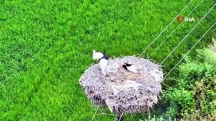 Gündüz uykusuna yatan leylek ailesi böyle görüntülendi!