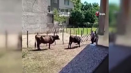 Bursa\'da meraklı ineğin başı sıkıştı