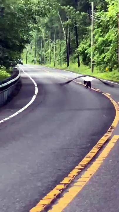 🇺🇸🦅 INSOLITE | Un pygargue à tête blanche repéré en plein vol… avec un opossum de sa taille dans les serres ! 😳💪