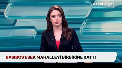 Başıboş eşek mahalleyi birbirine kattı