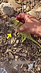 This man gave water to a Chameleon!