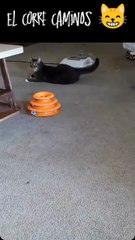 No supo quién paso 🙀