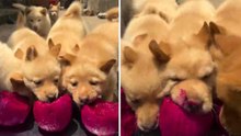Video esilarante: cuccioli golosi mangiano pitaya e ti faranno sorridere