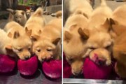 Video esilarante: cuccioli golosi mangiano pitaya e ti faranno sorridere