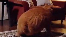 Kucing bergoyang