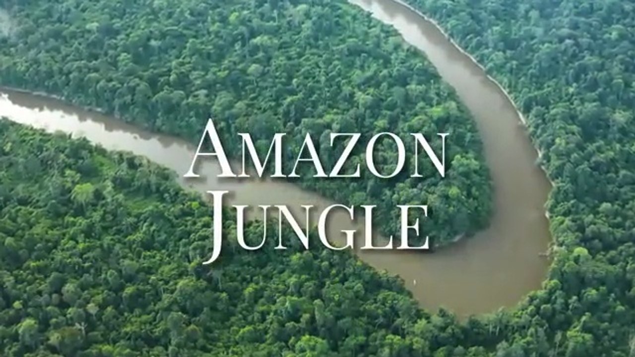 Amazon_Jungle_8K_ULTRA_HD___Wild_Animals_of_Rainforest___Relaxation_Film(360p)