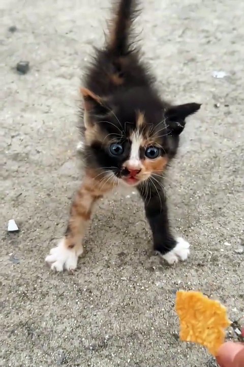 Cute kitten ❤️😼