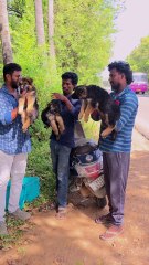 மூணு அழகு குட்டீஸ்!! எல்லாம் German Shepard😍 வேணும்னா Order பண்ணிக்கலாம்!! | Leo Pets, Mannargudi