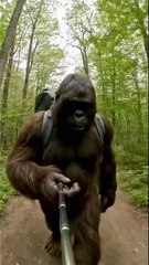 Anybody have any home remedies for this #funny #bigfoot #bigfootai #bigfootvlog #viral #selfiestick