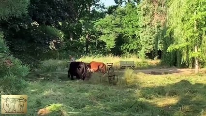 Charly derian foin 2025