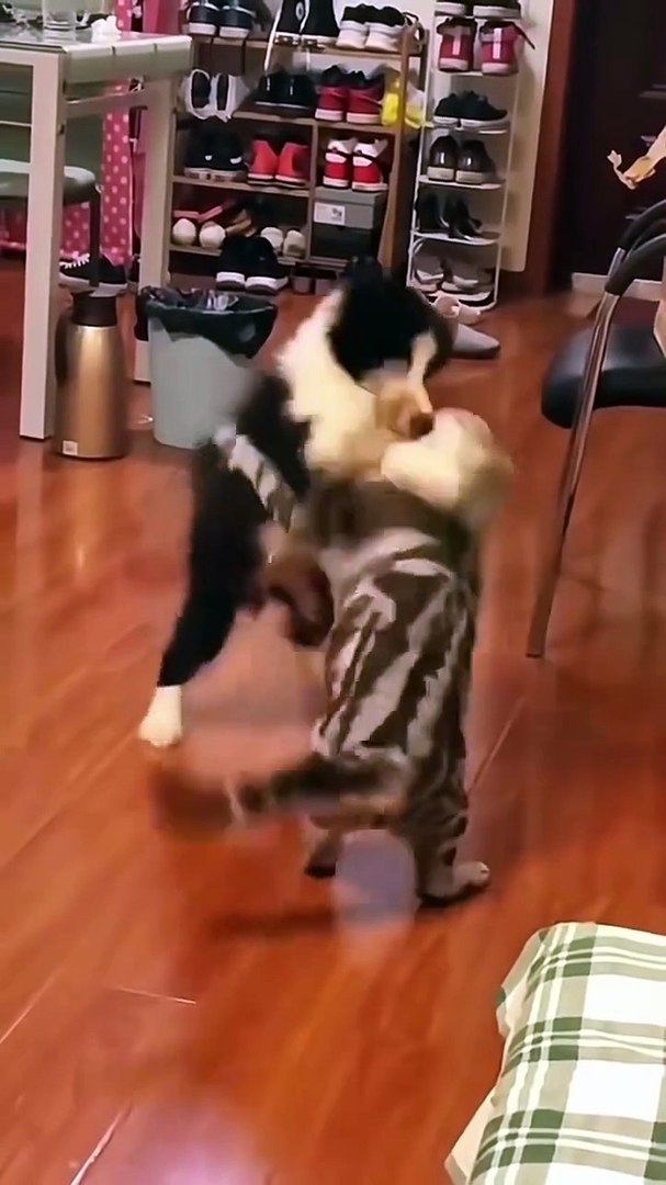 ⁣Funny cat videos compilation 2026