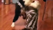 Funny cat videos compilation 2026