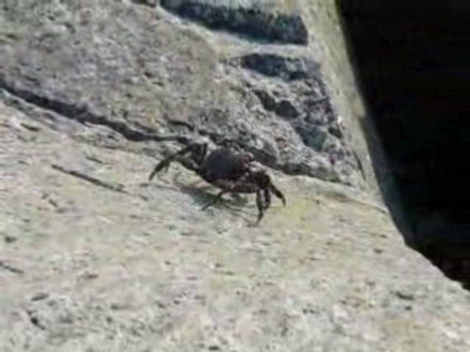 Crabe en ballade
