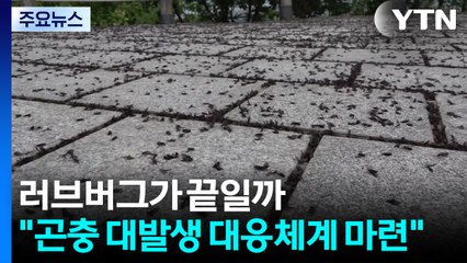 러브버그가 끝일까..."곤충 대발생 대응체계 마련" / YTN