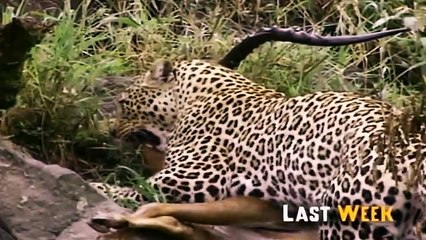 Big Cat Diary S1E3 - Part 1