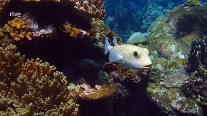 Explora El Océano: La Ballena Espía Que Revela Secretos Asombrosos