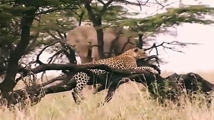 Big Cat Diary S1E6 - Part 2