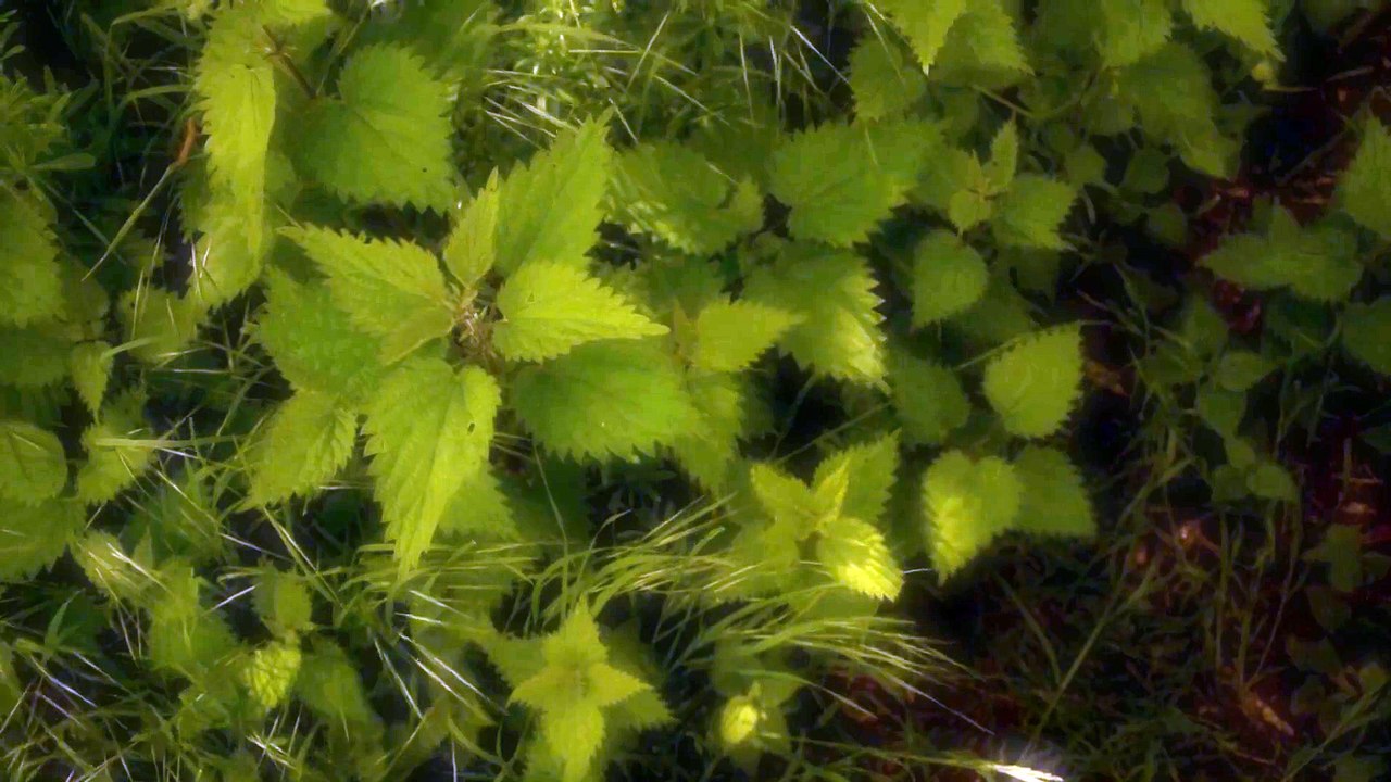 Stinging Nettles | movie | 2023 | Official Teaser