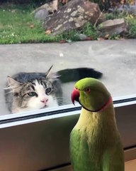 Mon perroquet de 2 ans a trouvé une technique imparable pour occuper le chat du voisin… 😭