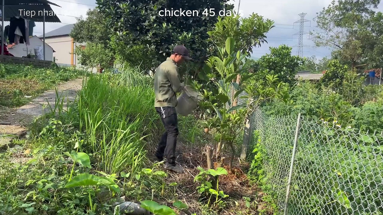 The process of raising native chickens from 1 day old to adulthood - chicken farm