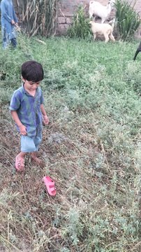 🌿 Goat Grazing & Alfalfa Harvesting in Full Bloom | Mianwali Village Life 🇵🇰Welcome to the vibrant fields of Mianwali, Pakistan! 🇵🇰In this video, we take you on a scenic journey through our daily rural life where our goats are freely grazing in th
